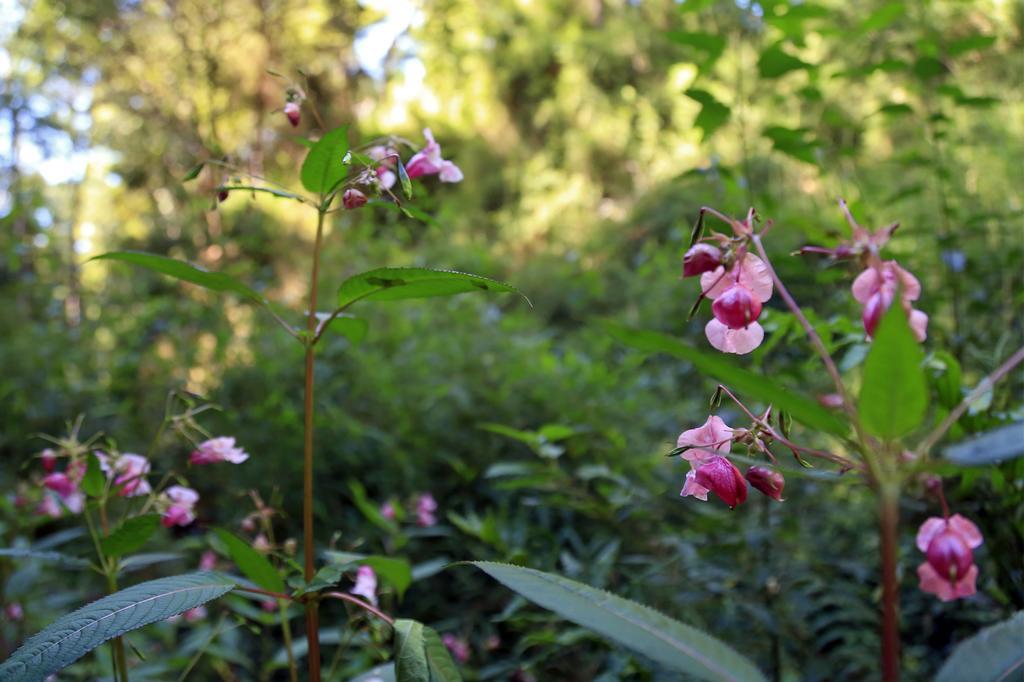 מלון ויאריקה Cabanas Bosques De Loncotraro מראה חיצוני תמונה